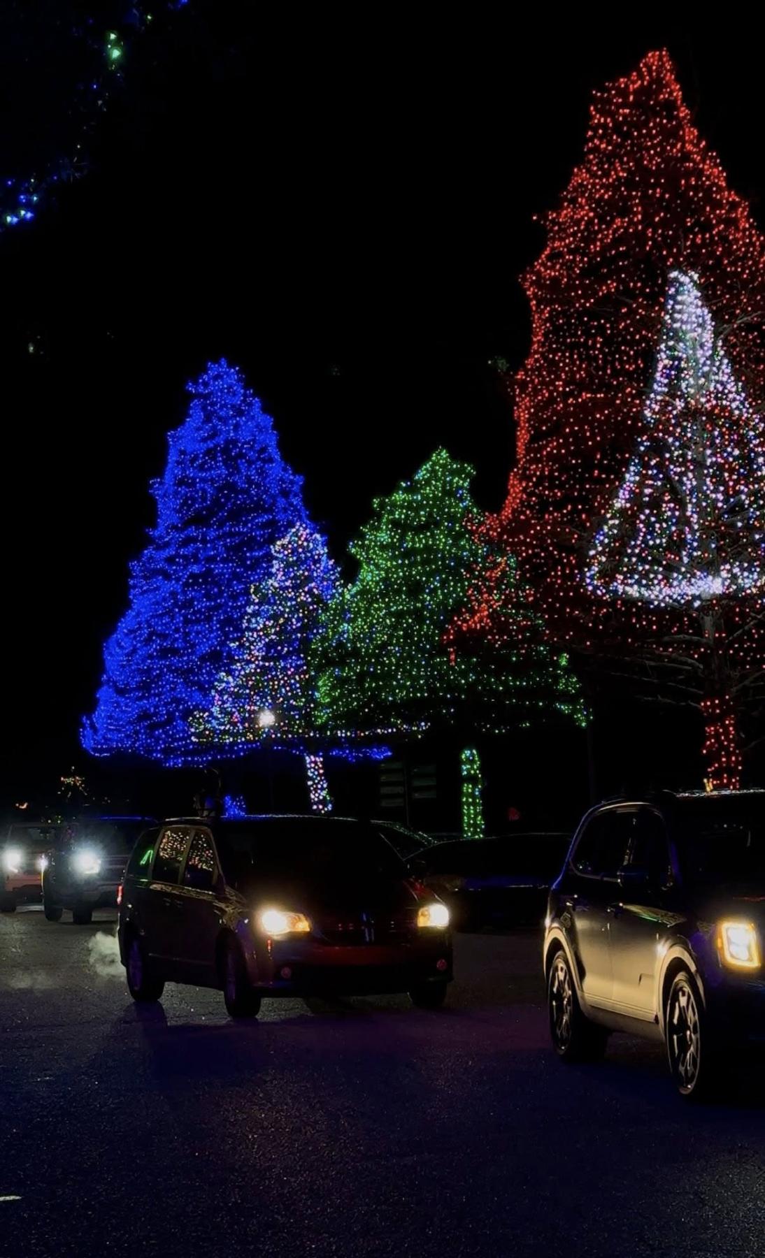 Lights adorn the trees at Swan Lake Iris Gardens