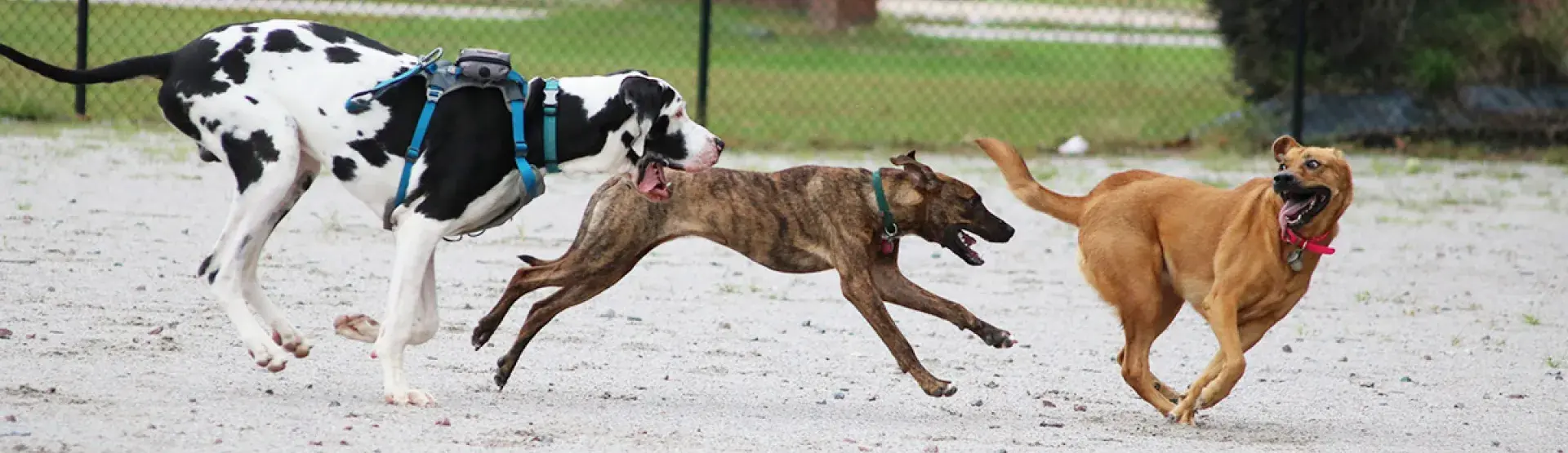 dogs running at bark park